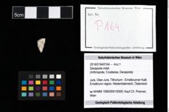 Foto (Objekt + Etikett) von Decapoda indet.  (NHMW-GEO-2014-0194-0164)